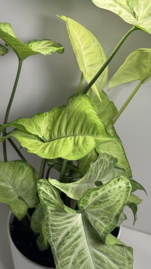 صورة نبتة سنجونيوم